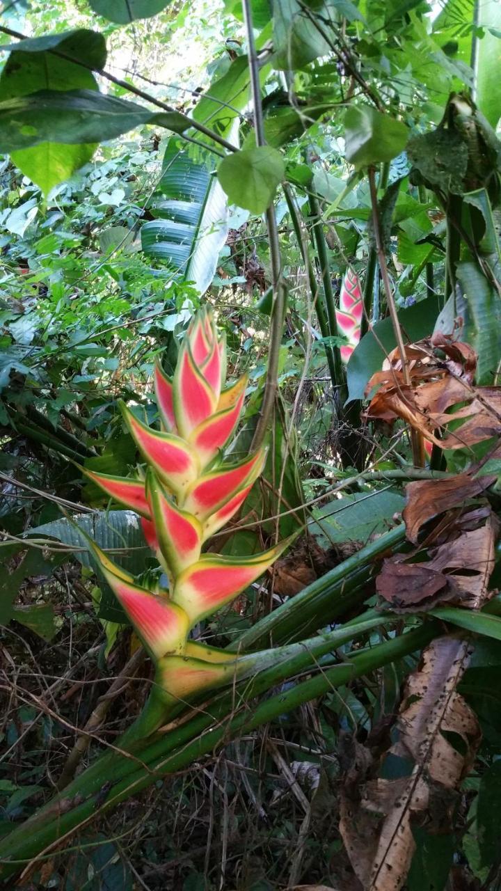 Panama Eco Resort Tierra Oscura Buitenkant foto
