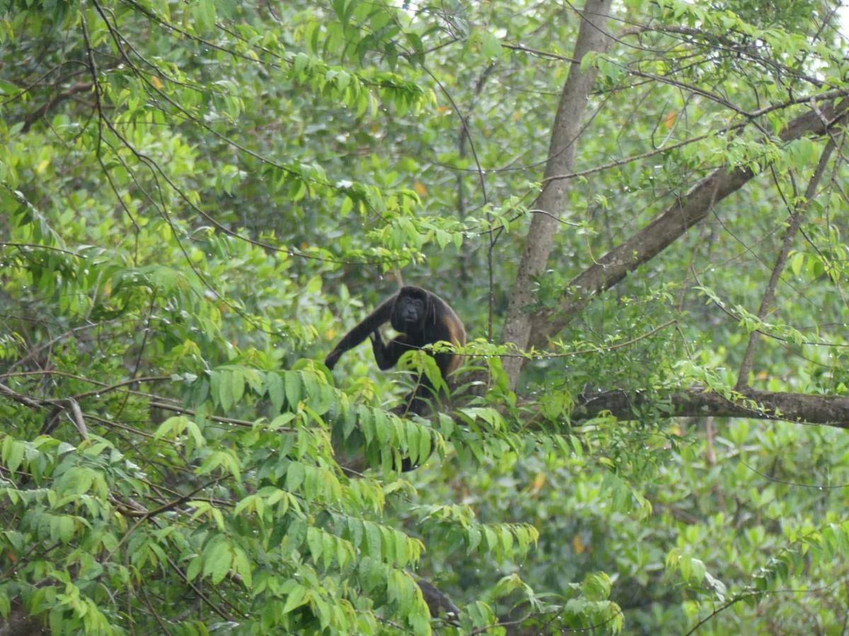 Panama Eco Resort Tierra Oscura Buitenkant foto